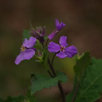 紫花菜