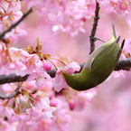 河津桜とメジロ