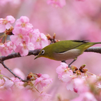 河津桜とメジロ