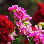 花色季節 近所の花＃13