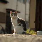 近所の野良猫36
