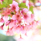 桜・さくら・サクラ