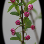 小梅みたいな庭桜＾＾