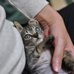 子猫