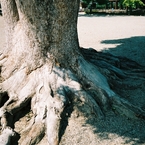 根