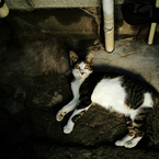 猫撮り散歩836