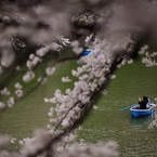 the Chidorigafuchi Moat