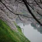 the Chidorigafuchi Moat