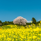 馬場の山桜-4