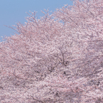 その他大勢の桜さん。
