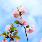 春の日に　4