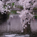 花筏