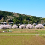 さくらのある風景③