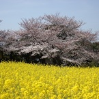 桜と菜の花の競演