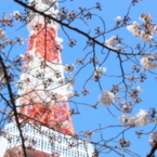桜越し
