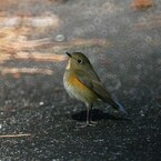 きれいに撮って