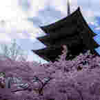 日泰寺五重塔と桜