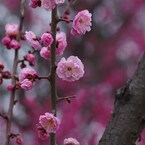 霞城の梅-桃梅3