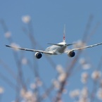 ☆　sakura　咲く　☆ 