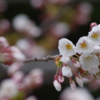 山形市に桜前線到達-4