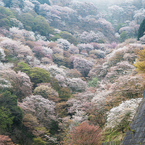 桜の谷
