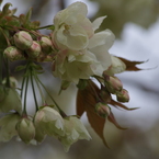 桜花-6