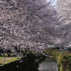 桜盛り