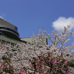 蒼天白雲、薄紅の花