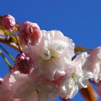 桜いろいろー４