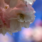 桜いろいろー５