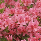 花と雨　