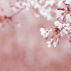 桜はなび