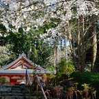 三千院門跡　桜かぶる観音堂
