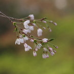 霞城公園の桜花-5
