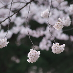 霞城公園の桜花-6