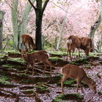 花と戯れる②