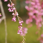 霞城の枝垂れ桜-5