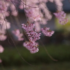 霞城の枝垂れ桜-6