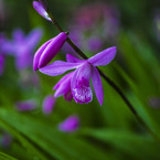 シランの花