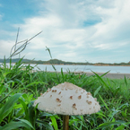 パラソル20130906