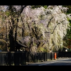 桜の便り