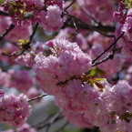 子安堂の桜-3