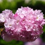 子安堂の桜-4