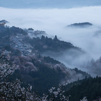 雲海桜園