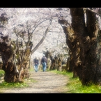 桧木内川堤（角館）5