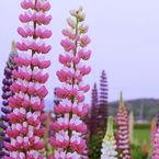 ルピナスの花