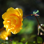 270_黄色い薔薇