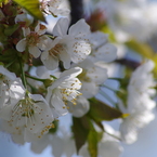 さくらんぼの花-2