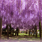 PURPLE SHOWER