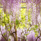 PURPLE RAINⅡ